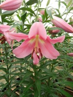 [4180 Mariachi VH No02.JPG]